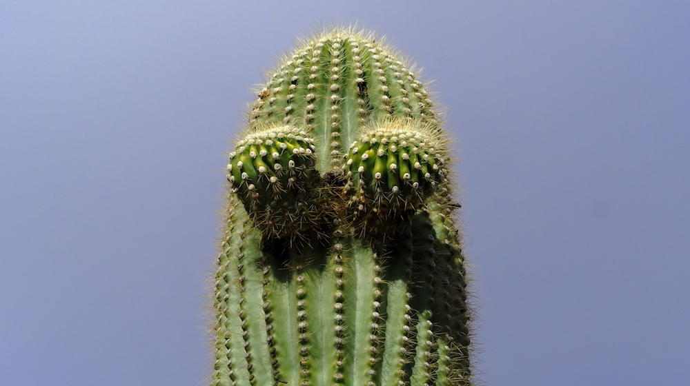 Cactus Night