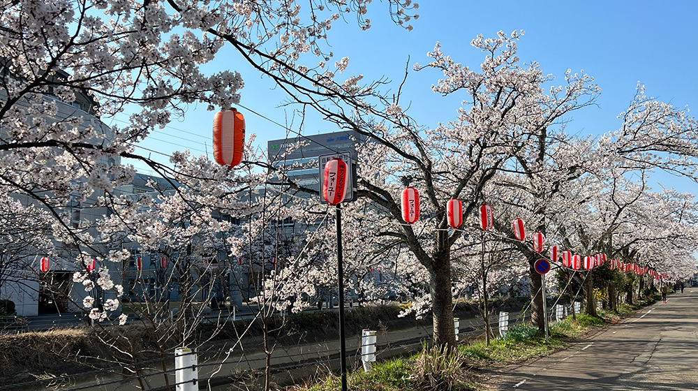 新潟、寄り道しつつ桜